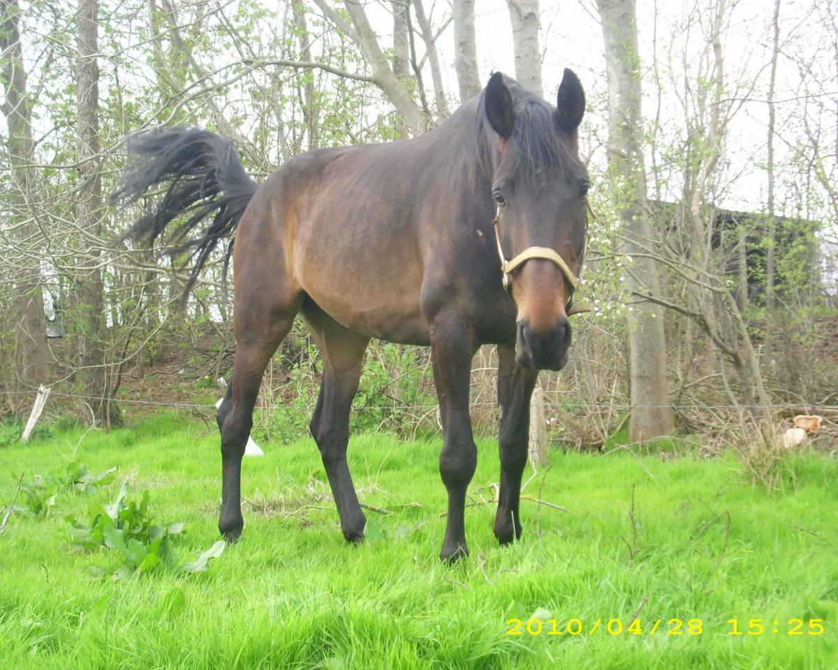 Pferd Destény (Oldenburger, 2002, von Danny Wilde)
