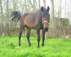 horse Destény (Oldenburg, 2002, from Danny Wilde)