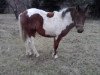 Pferd Missy (Tinker / Irish Cob / Gypsy Vanner, 2011, von Odin)