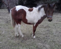 horse Missy (Tinker / Irish Cob / Gypsy Vanner, 2011, from Odin)