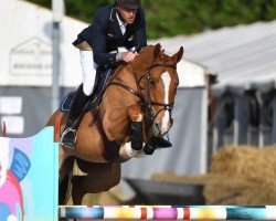 jumper Pm Chaccera (Oldenburg show jumper, 2010, from Chacco-Blue)