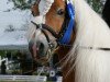 stallion Wildberg (Haflinger, 2002, from 1295 Wildmoos)