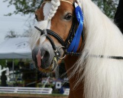 stallion Wildberg (Haflinger, 2002, from 1295 Wildmoos)