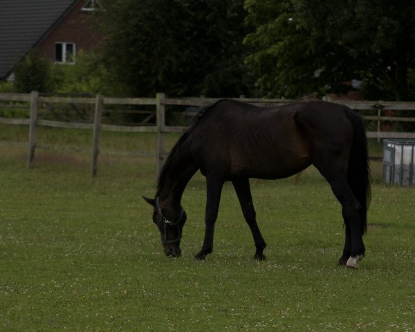 Zuchtstute H-Shine On (Holsteiner, 1993, von Sandro)