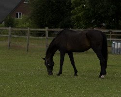 broodmare H-Shine On (Holsteiner, 1993, from Sandro)