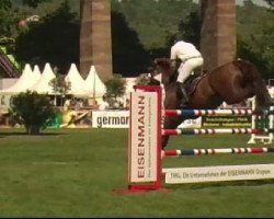 Springpferd Cuore 3 (Schweizer Warmblut, 2003, von Carnute)