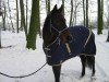 dressage horse Camelot 107 (Hanoverian, 2001, from Concinales xx)