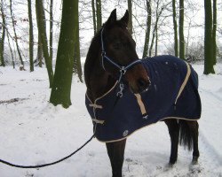 dressage horse Camelot 107 (Hanoverian, 2001, from Concinales xx)