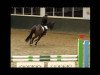 broodmare Que Sera 19 (Westphalian, 2007, from Quidam de Revel)