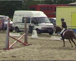 Dressurpferd Rosenhof (Welsh Pony (Sek.B), 2001, von Glantir Macaulay)