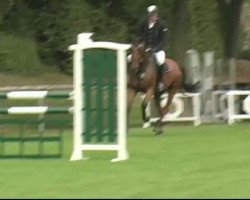 Springpferd Nikita Non Stop (Italienisches Warmblut, 2005, von Uriqein)