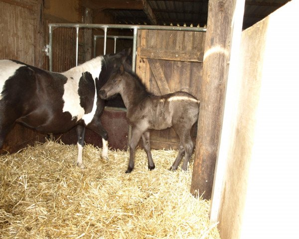 Zuchtstute Bonny (Pinto/Pony,  )