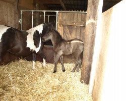 broodmare Oya (Pinto / Small Riding Horse, 2011, from Otje)