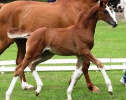 broodmare Davida Rose (Hanoverian, 2011, from Dancier)