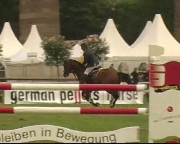 Springpferd Wrangler 15 (KWPN (Niederländisches Warmblut), 2003, von Epilot)