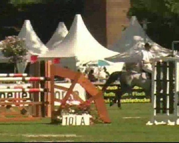 jumper Sepp 70 (KWPN (Royal Dutch Sporthorse), 2003, from Sydney)