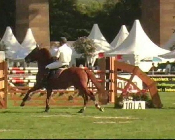 Springpferd Carsten 5 (Württemberger, 2002, von Couleur Rubin)