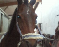 dressage horse Vengaboy (German Riding Pony, 1997, from Valido)