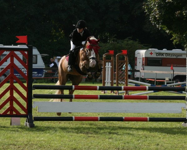 Pferd Kessica (Haflinger, 1995, von Maron)