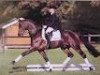 stallion Ruiz Soler (Oldenburg, 1996, from Rubinstein I)
