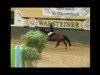 Springpferd Cherry Lady J (Westfale, 2005, von Charisma)