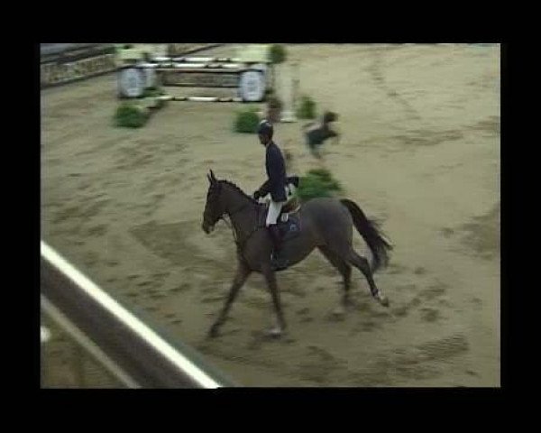 broodmare Quintana (Belgian Warmblood, 1993, from Vainqueur de Cheux)