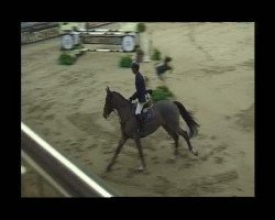 broodmare Quintana (Belgian Warmblood, 1993, from Vainqueur de Cheux)