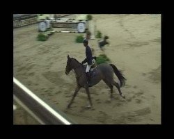 Zuchtstute Quintana (Belgisches Warmblut, 1993, von Vainqueur de Cheux)