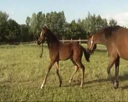 broodmare Sinestra xx (Thoroughbred, 2009, from Ridgmont xx)