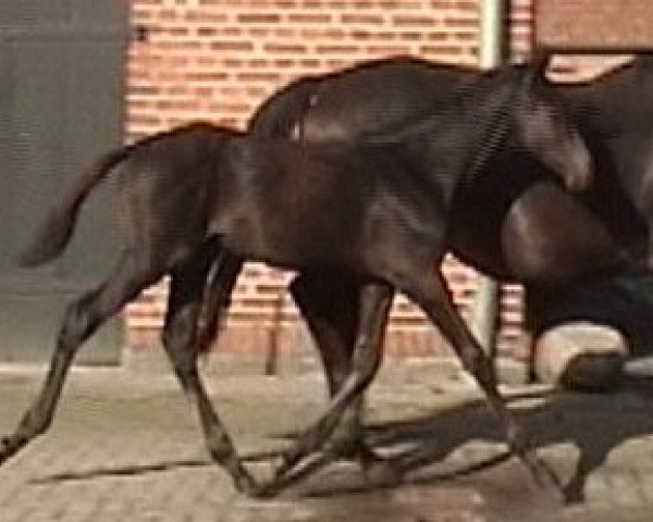 Pferd Lost Hope xx (Englisches Vollblut, 2007, von Ridgmont xx)