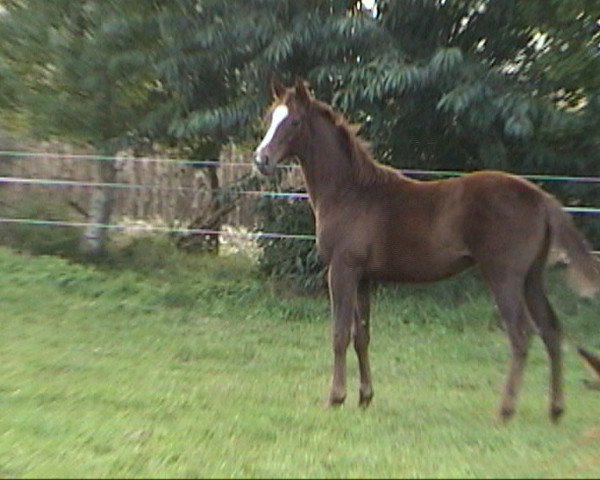 Pferd Saratoga xx (Englisches Vollblut, 2007, von Ridgmont xx)