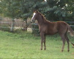 horse Saratoga xx (Thoroughbred, 2007, from Ridgmont xx)