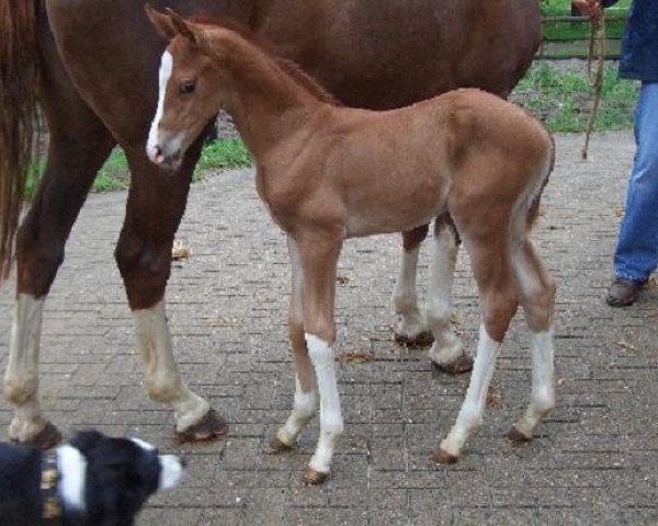 Dressurpferd Ramos (Oldenburger,  , von Royal Classic I)