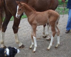 dressage horse Ramos (Oldenburg,  , from Royal Classic I)