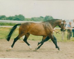 broodmare Avalun (Hanoverian, 1985, from Akzent II)