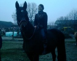 horse Laetitia Casta (Trakehner, 2005, from Königsmarck)