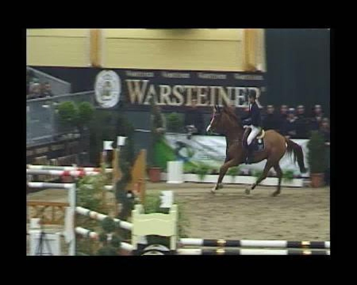 jumper David (Hanoverian, 2001, from Dacaprio)