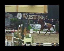 jumper David (Hanoverian, 2001, from Dacaprio)