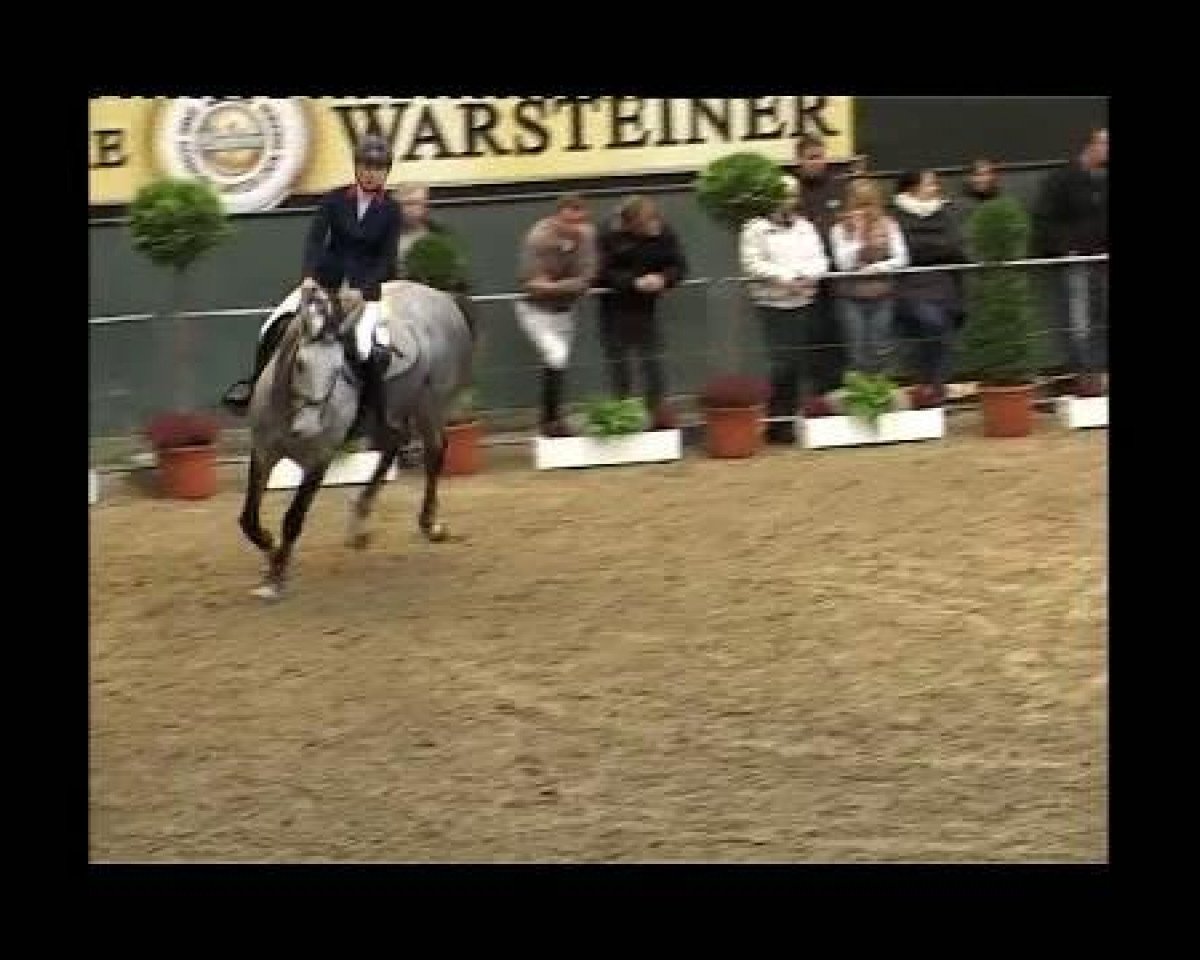 Springpferd Isabella 156 (Westfale, 2005, von It's me du Mesnil)