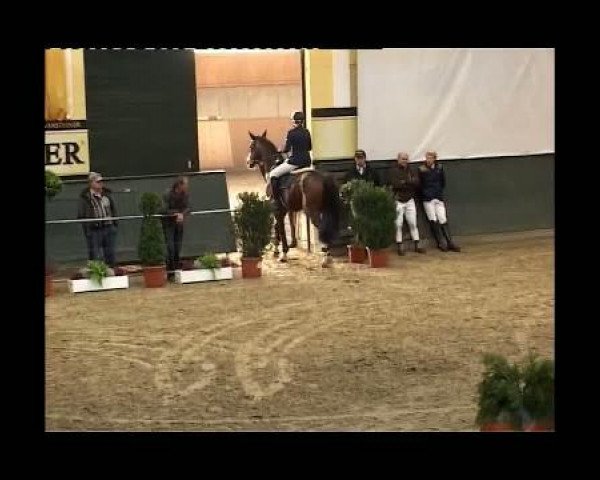 stallion Pilgrims Son (Westphalian, 2006, from Pilgrim)