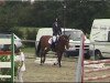 dressage horse Lucille 53 (Oldenburg, 1997, from Lavaro)