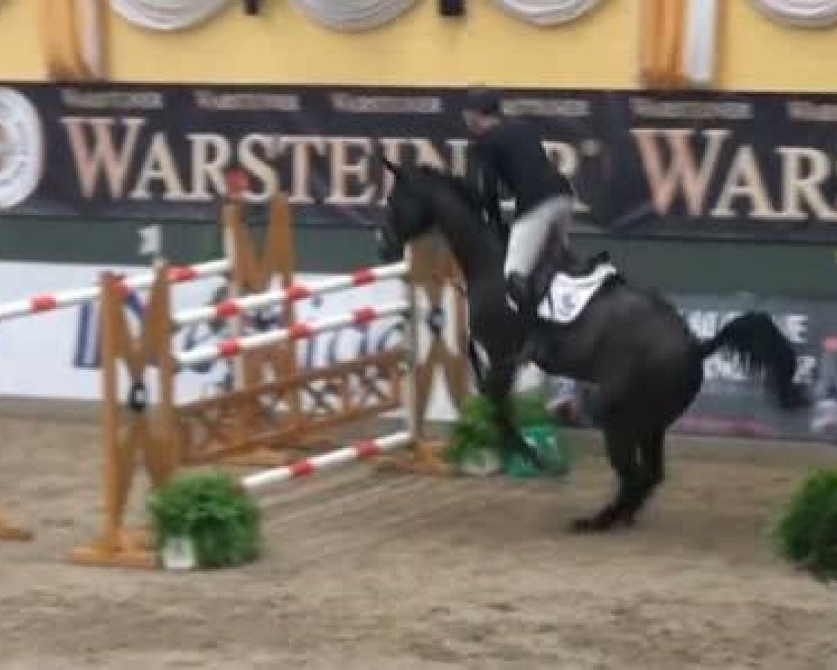 jumper Chianti D (Zweibrücken, 1998, from Cash)