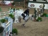 jumper Linus 308 (Hanoverian, 2001, from Ramires)