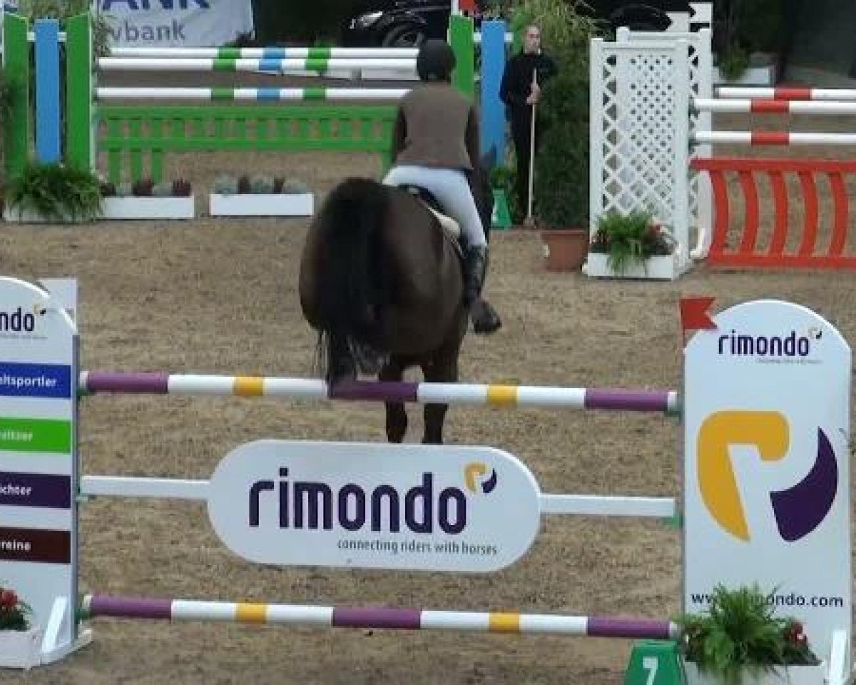 stallion Romeo (Oldenburg, 1954, from Robert)