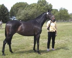 broodmare Kreuzdame xx (Thoroughbred, 1990, from Acatenango xx)