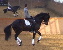 stallion Ridgmont xx (Thoroughbred, 1997, from Augustinus xx)