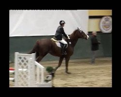 horse Rubin 575 (Hanoverian, 2001, from Rotspon)