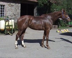 broodmare Donna Divina 2 (Hanoverian, 2003, from Don Frederico)