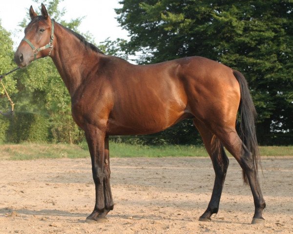 Pferd Imperator (Trakehner, 2001, von Kaiserwalzer)