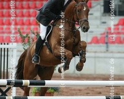 horse Aurelio (Oldenburg show jumper, 2003, from Acadius)